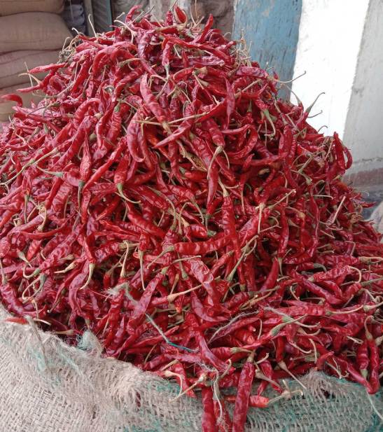 Lavangi Chilli